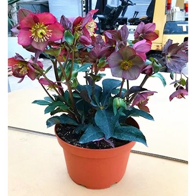 氷の薔薇レッド