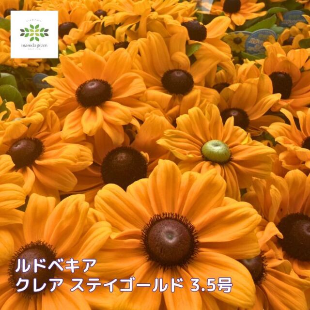ルドベキアクレアステイゴールド