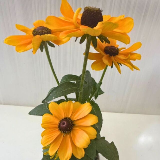 ルドベキアヒルタトトゴールド