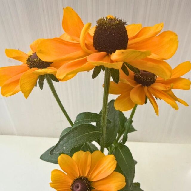 ルドベキアヒルタトトゴールド