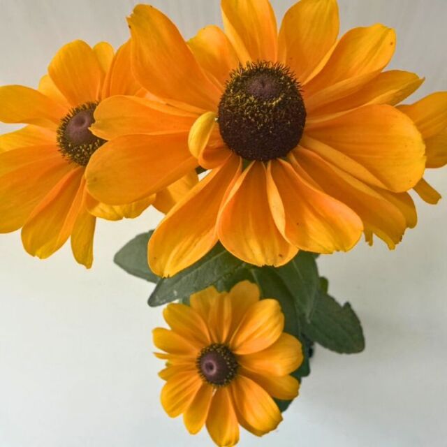 ルドベキアヒルタトトゴールド