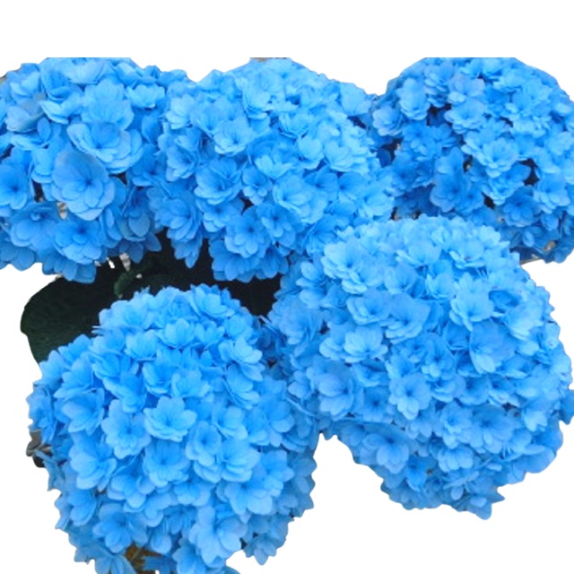 サファイヤクイーン