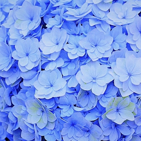紫陽花 サファイヤクイーン