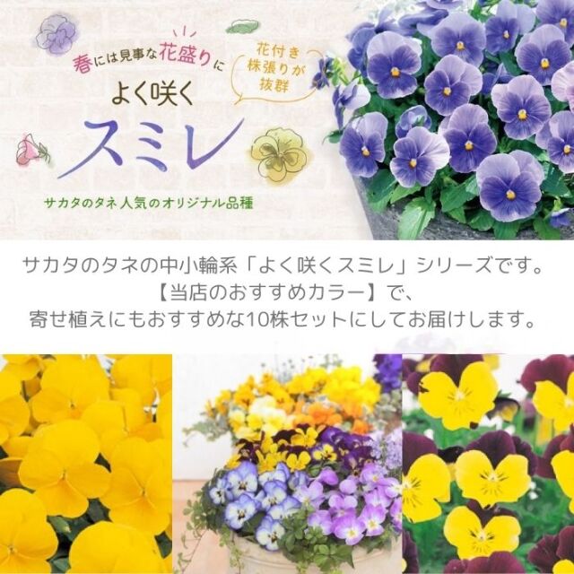 よく咲くスミレ3.5号色アソート10株セット