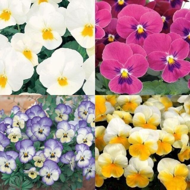 よく咲くスミレ3.5号色アソート10株セット