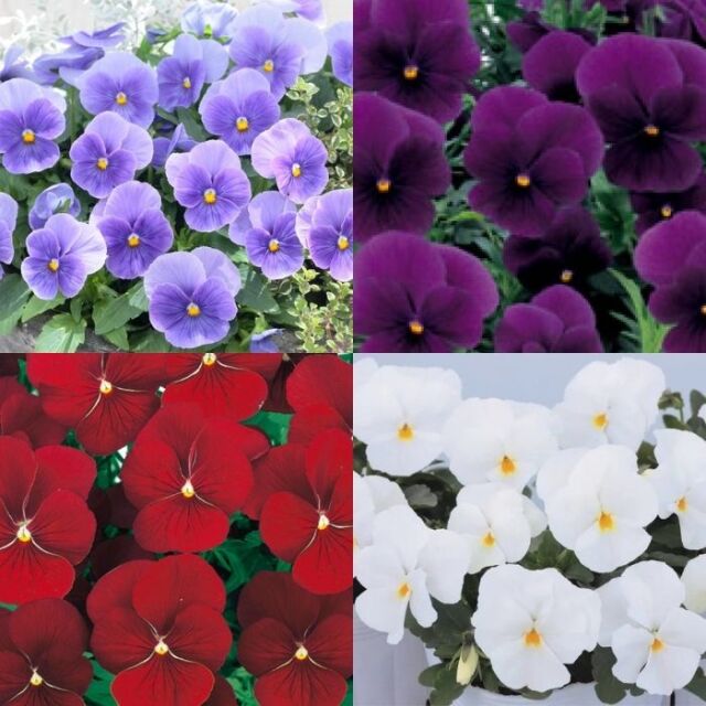 よく咲くスミレ3.5号色アソート10株セット