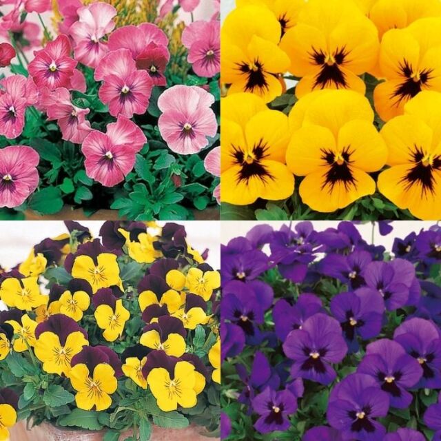 よく咲くスミレ3.5号色アソート10株セット