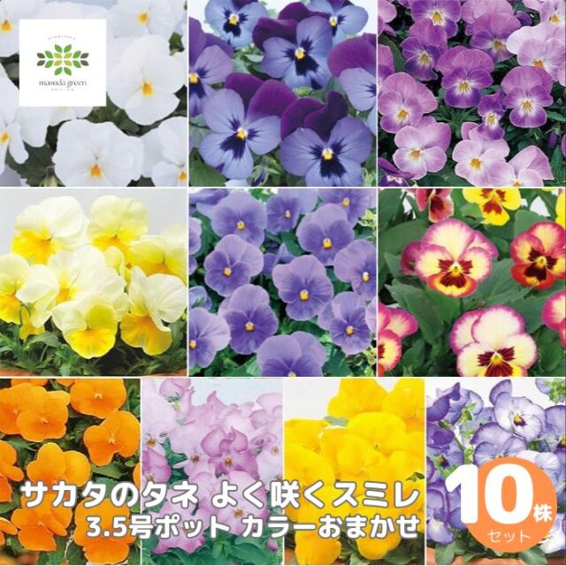よく咲くスミレ3.5号色アソート10株セット