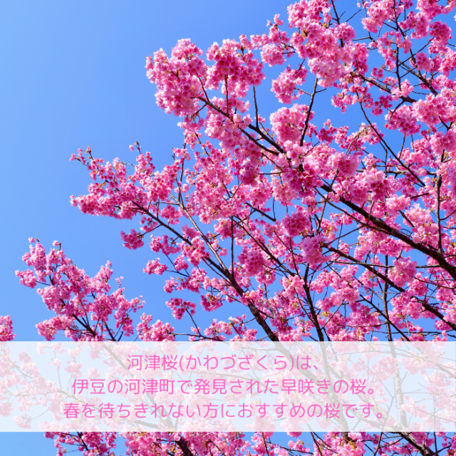 桜苗木 河津桜