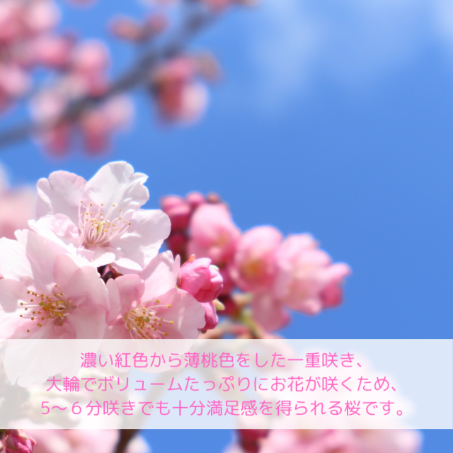桜苗木 河津桜