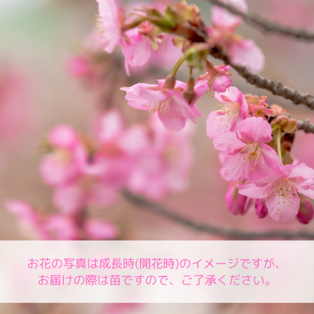 桜苗木 河津桜