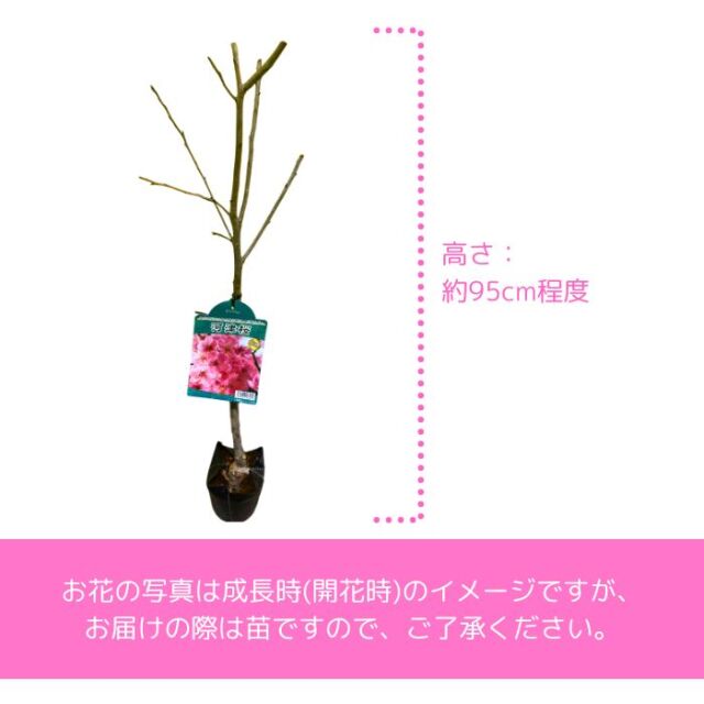 桜 苗木 河津桜 かわづざくら 5号ポット