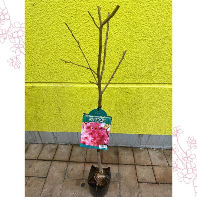 桜苗木 河津桜
