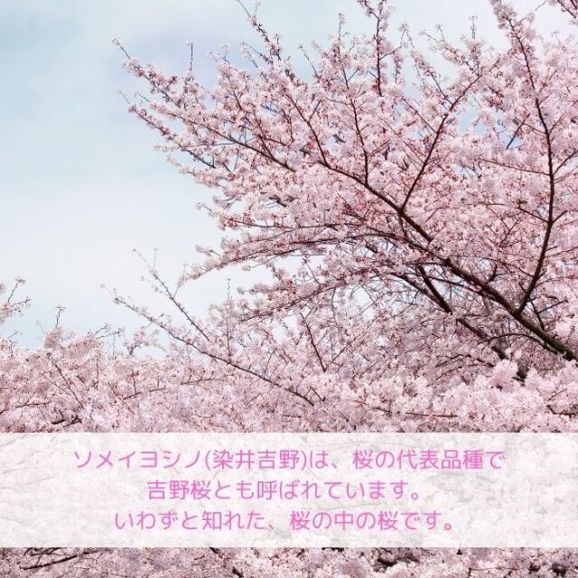 桜 苗木 染井吉野 ソメイヨシノ 5号ポット