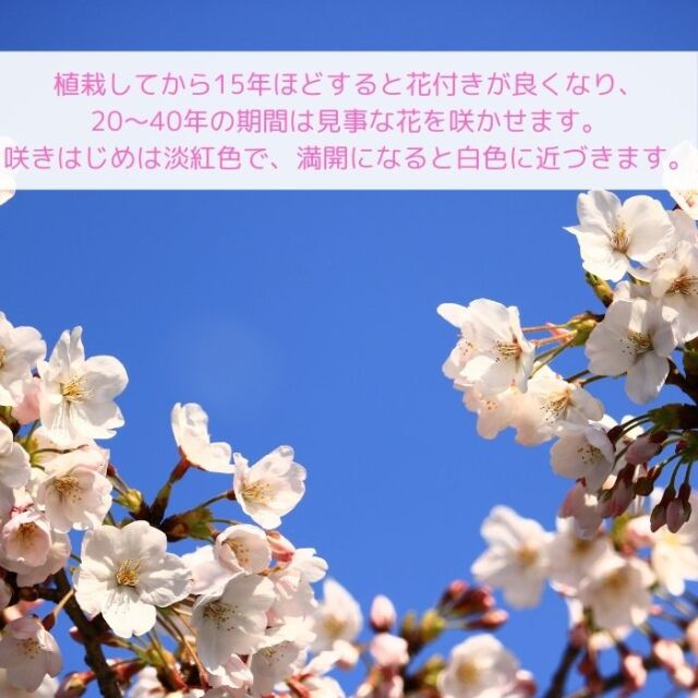 桜苗木 染井吉野