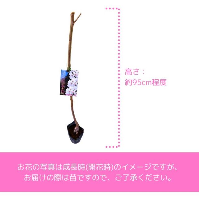 桜木となりました。他の方はご購入できません。 桜 苗木 染井吉野 ソメイヨシノ 5号ポット