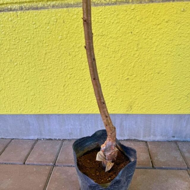 桜苗木 染井吉野