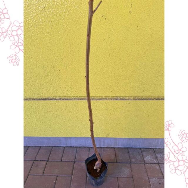 桜苗木 染井吉野