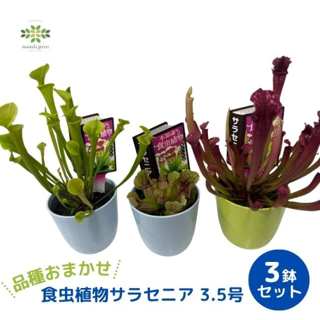 食虫植物サラセニア3鉢セット