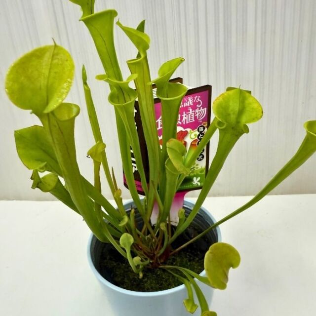 飛鳥１６号　サラセニア　食虫植物 Yahoo!オークション - Sarracenia 飛鳥16号 一正園 サラセニア