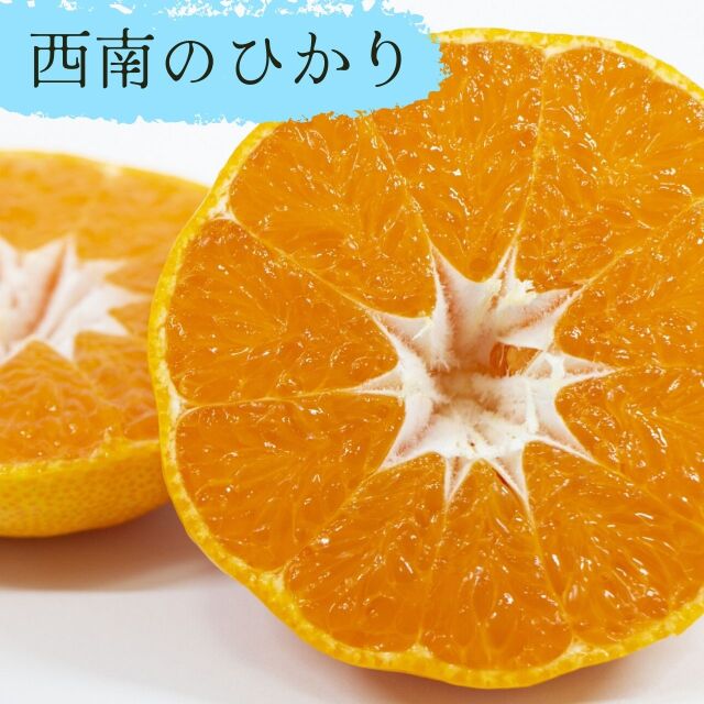 みかん 苗木 西南のひかり