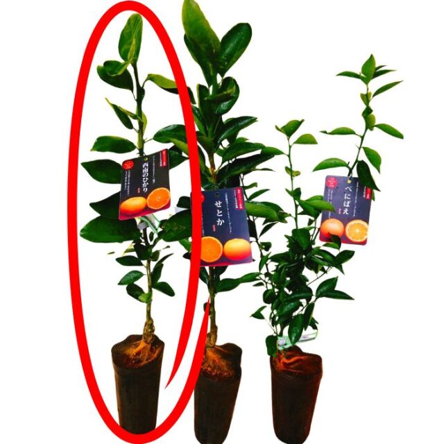 みかん苗木西南のひかり