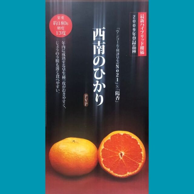 みかん苗木西南のひかり