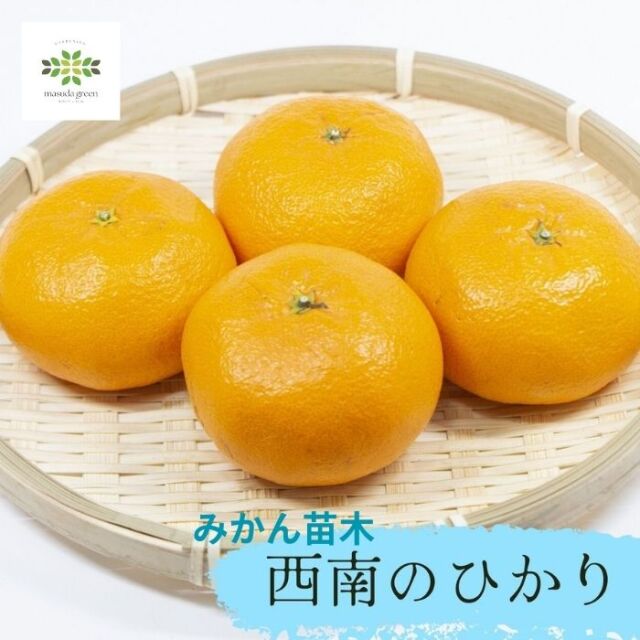 みかん苗木西南のひかり