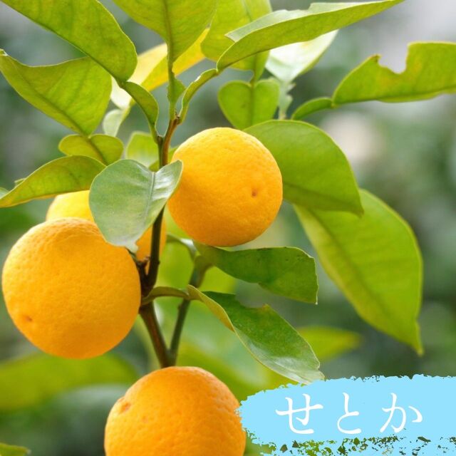 せとか