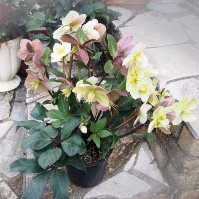 クリスマスローズスノーローズHGCスノーダンス