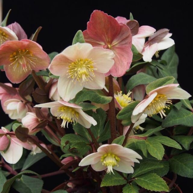 クリスマスローズスノーローズHGCスノーダンス