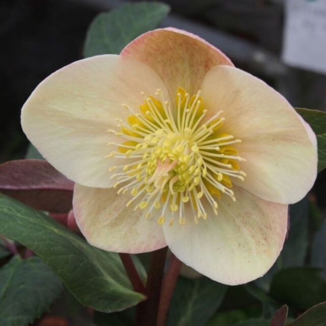 クリスマスローズスノーローズHGCスノーダンス