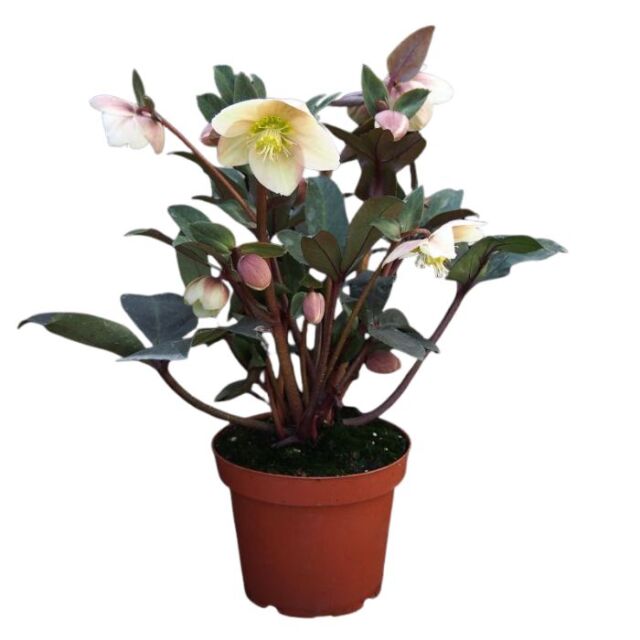 クリスマスローズスノーローズHGCスノーダンス