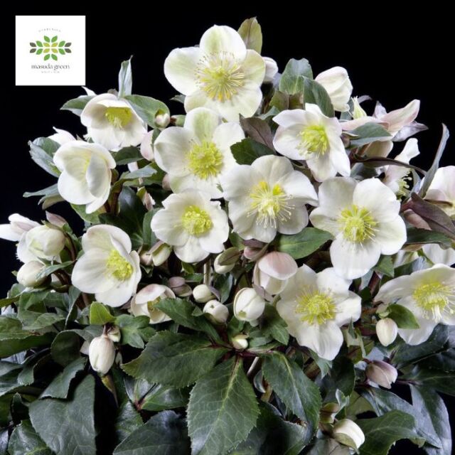 クリスマスローズスノーローズHGCスノーダンス