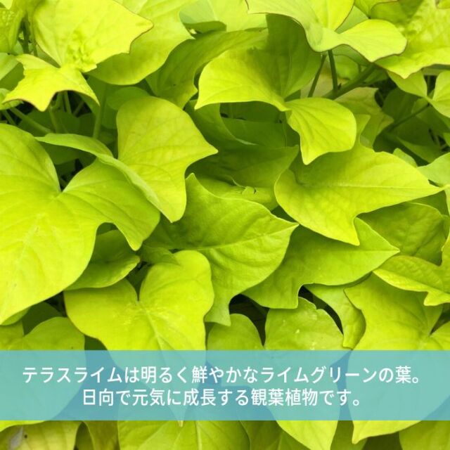 テラスライム苗