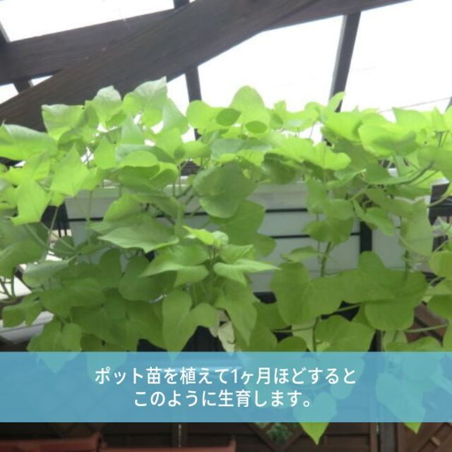 テラスライム苗