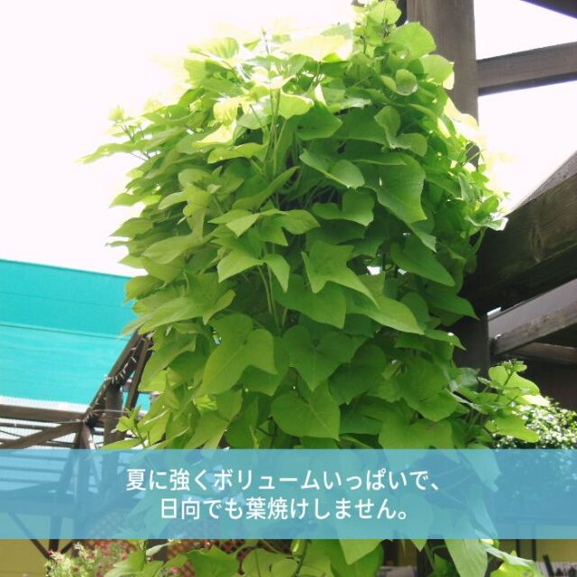 テラスライム苗