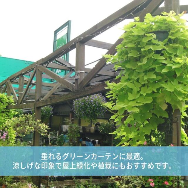 テラスライム苗