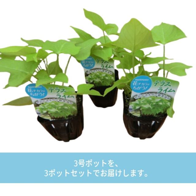 テラスライム苗