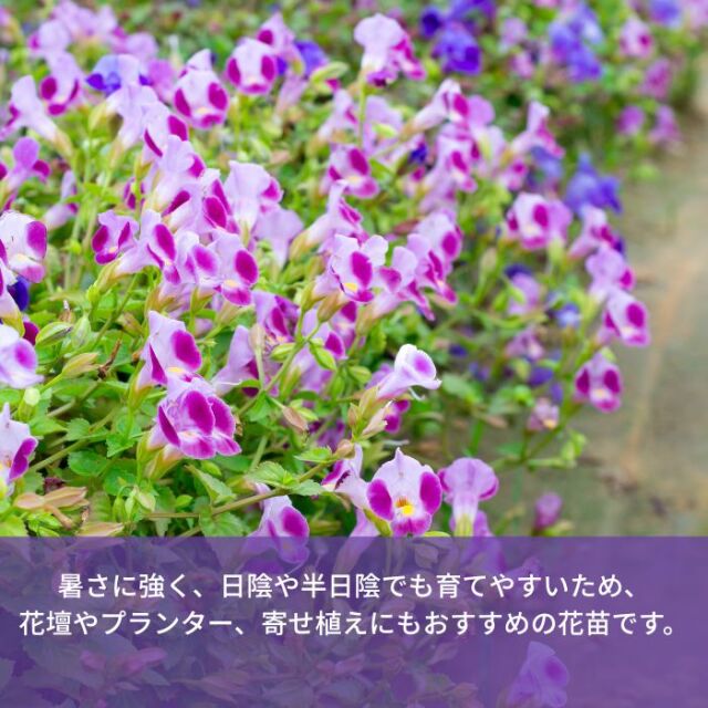 トレニア苗色おまかせ アソートセット