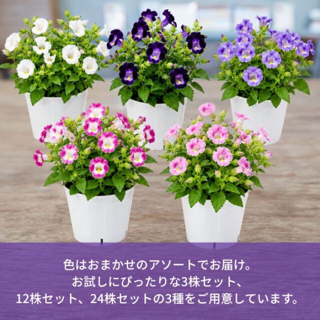 トレニア苗色おまかせ アソートセット