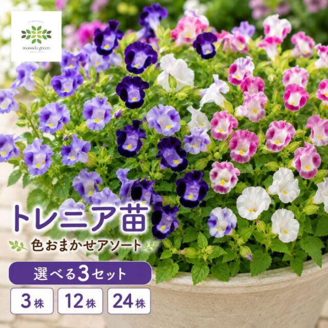 トレニア苗色おまかせ アソートセット