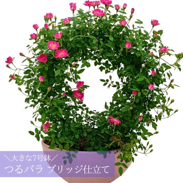つるバラブリッジオーバル陶器鉢2024