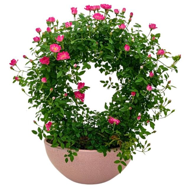 つるバラブリッジオーバル陶器鉢2024説明01