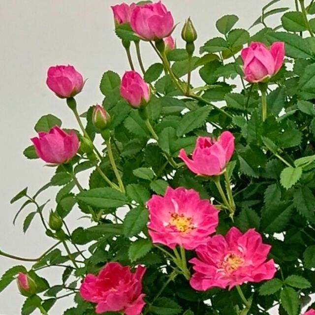 つるバラブリッジオーバル陶器鉢2024説明02