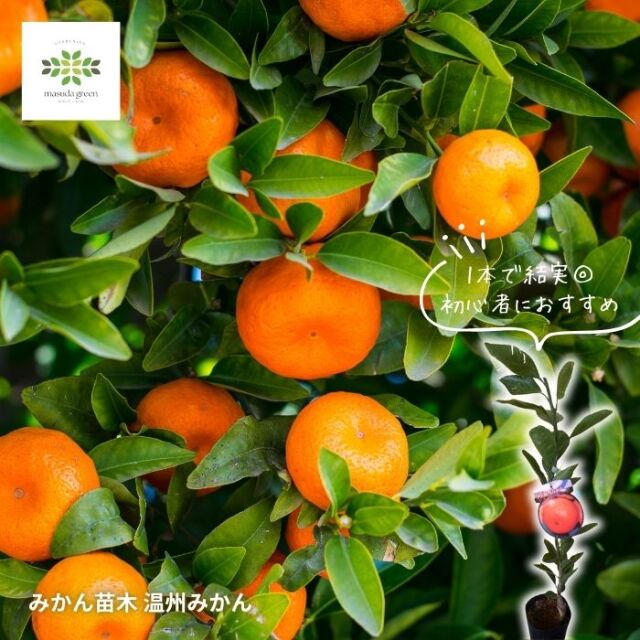 温州みかん 苗木 宮川早生