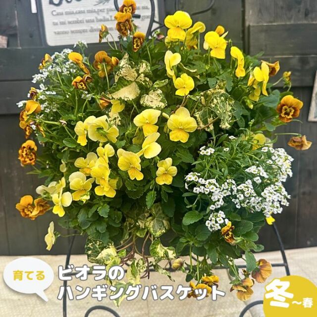 育てるビオラのハンギングバスケット