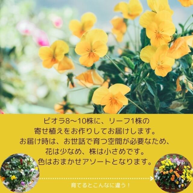 育てるビオラのハンギングバスケット