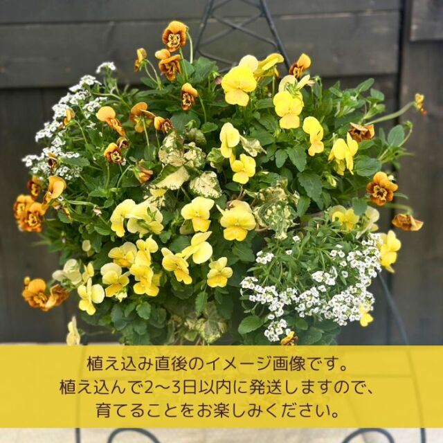 育てるビオラのハンギングバスケット