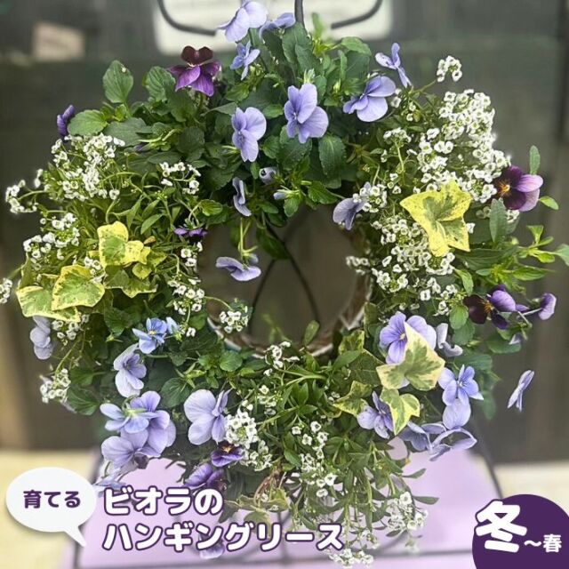 育てるビオラのハンギングリース